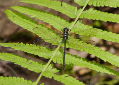 Eusynthemis aurolineata