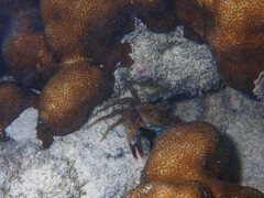 Portunidae