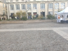 Columba livia domestica