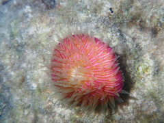 Fungia fungites