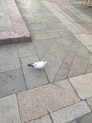 Columba livia domestica