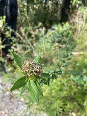 Platysace lanceolata