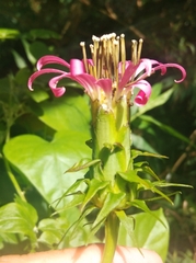 Mutisia speciosa