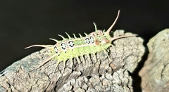 Doratifera quadriguttata