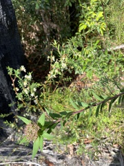 Platysace lanceolata