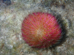Fungia fungites