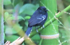 Cercomacra nigricans