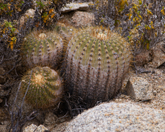 Copiapoa longistaminea