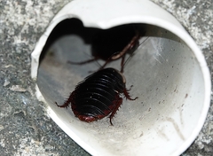 Opisthoplatia orientalis