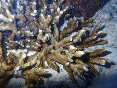 Montipora digitata