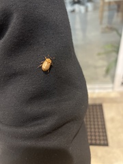 Cyclocephala signaticollis