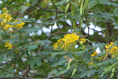 Senna surattensis