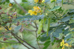 Senna surattensis
