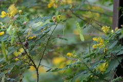Senna surattensis