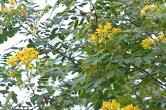 Senna surattensis