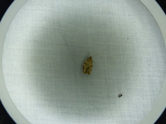 Epiphyas postvittana