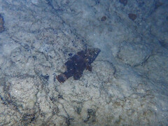 Cheilinus chlorourus