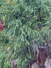 Cryptomeria japonica