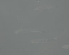 Mugilidae