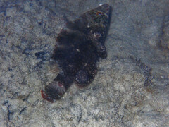 Cheilinus chlorourus