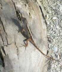 Anolis sagrei