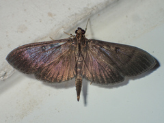Coptobasis