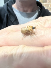 Cyclocephala signaticollis