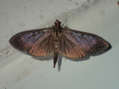 Coptobasis