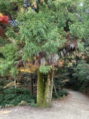 Cryptomeria japonica