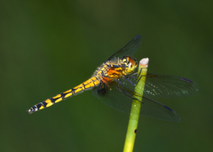 Austrothemis nigrescens