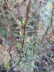 Artemisia campestris