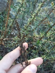 Artemisia campestris