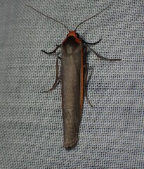 Palaeosia bicosta