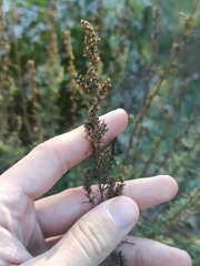 Artemisia campestris