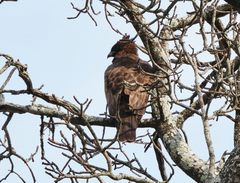 Hieraaetus wahlbergi