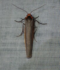 Palaeosia bicosta