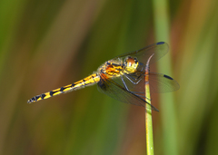 Austrothemis nigrescens