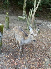 Cervus nippon