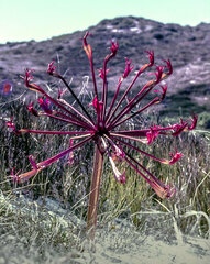 Brunsvigia orientalis