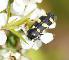 Castiarina