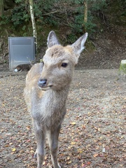 Cervus nippon