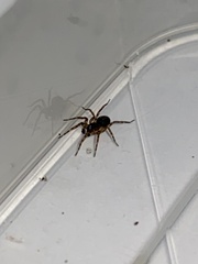 Textrix denticulata