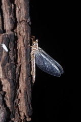 Ephemeridae