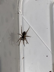 Textrix denticulata