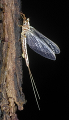 Ephemeridae