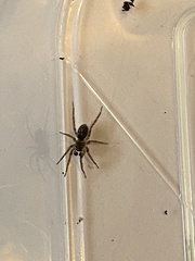Textrix denticulata