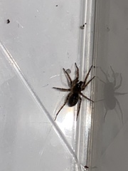 Textrix denticulata