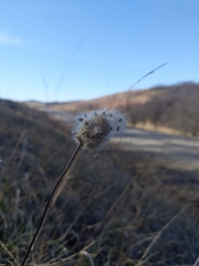 Anemone virginiana