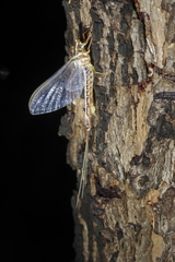 Ephemeridae