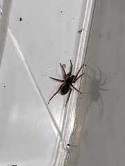 Textrix denticulata